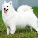 Amerikan Eskimo Köpeği Hakkında Bilmen Gerekenler ve Bakım İpuçları